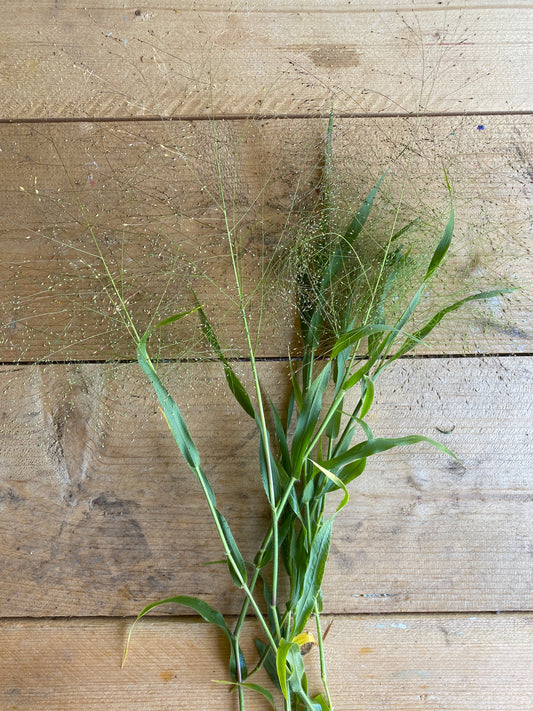 Panicum elegans 'Frosted Explosion'