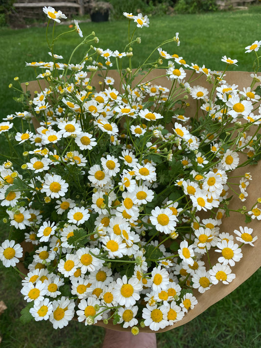 Tanacetum - Feverfew