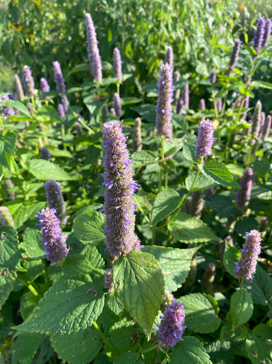 Anise Hyssop