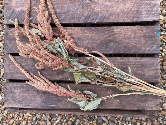 Red Trailing Amaranthus