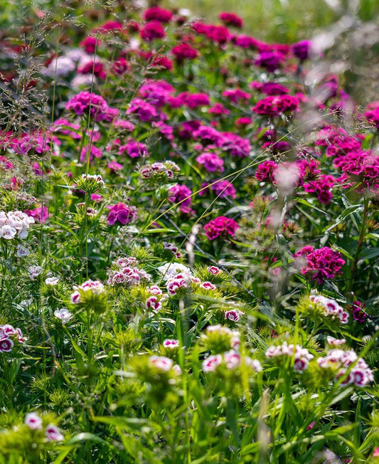 Sweet William (Dianthus barbatus)