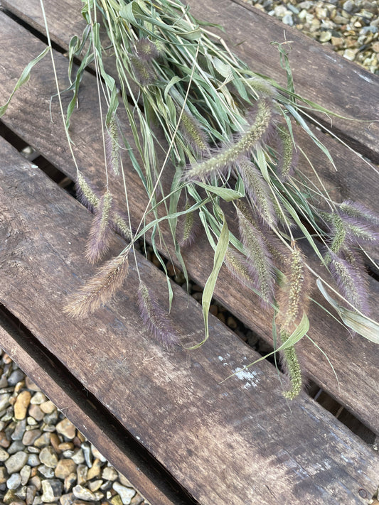 Setaria - Foxtail Millet