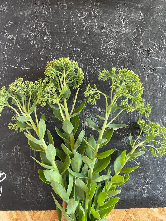 Sedum - Green