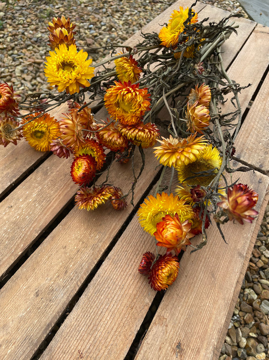 Strawflower (Xerochrysum / Helichrysum) - orange or white