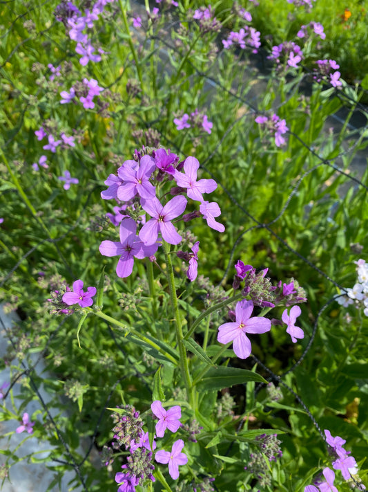 Sweet Rocket (Hesperis) White & Lilac