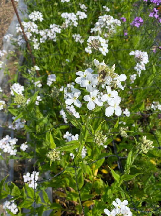 Sweet Rocket (Hesperis) White & Lilac