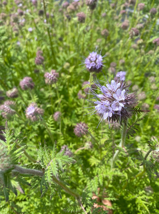Phacelia