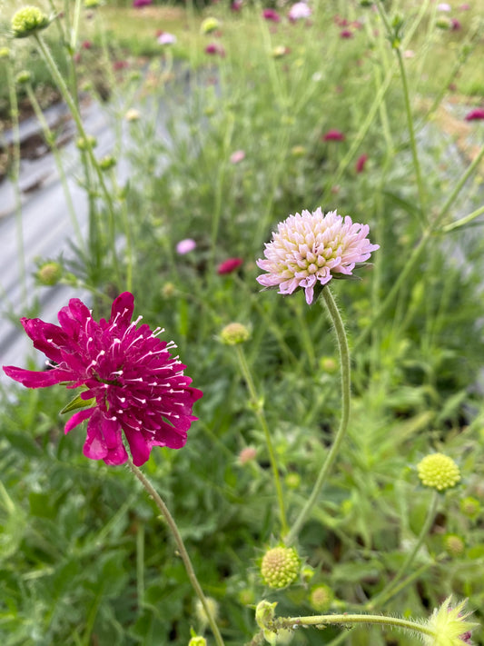 Perennial Scabious