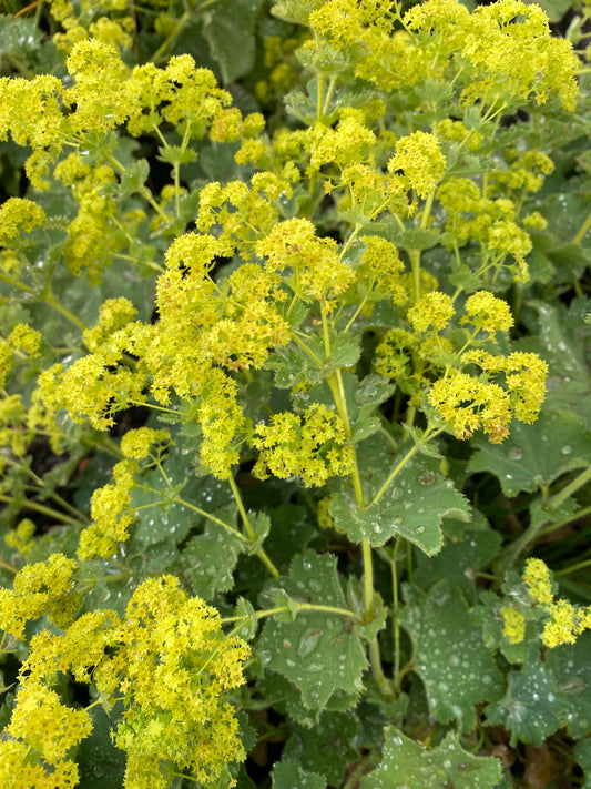Alchemilla Mollis SHORT