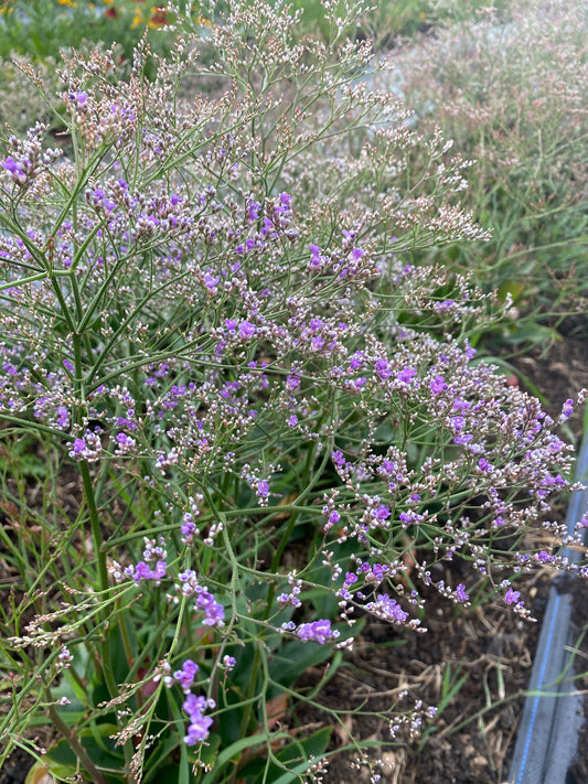 Limonium