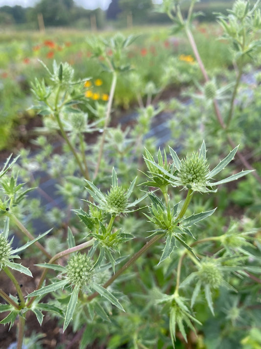 Eryngium