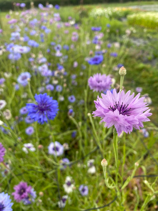 Cornflower