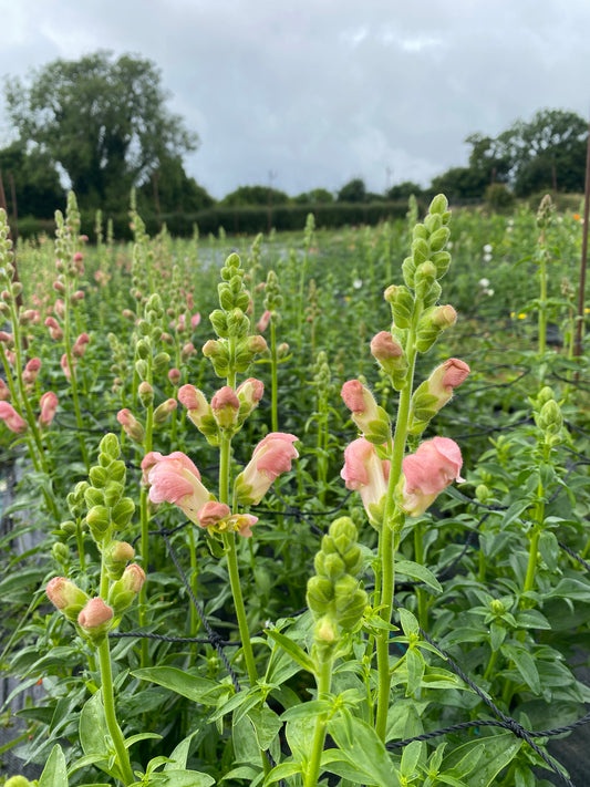 Snapdragons