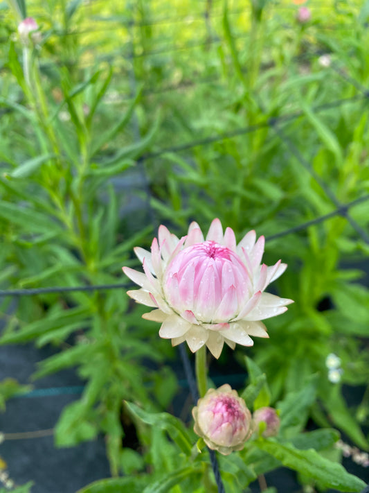 Strawflower