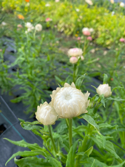 Strawflower