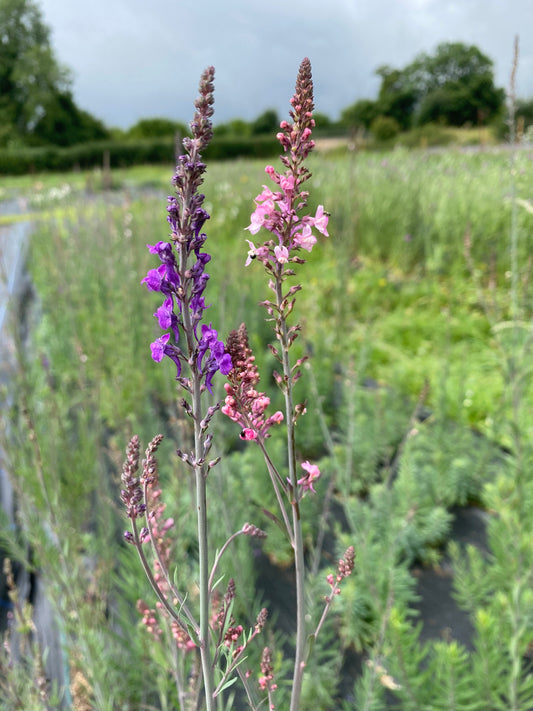 Linaria (toadflax)