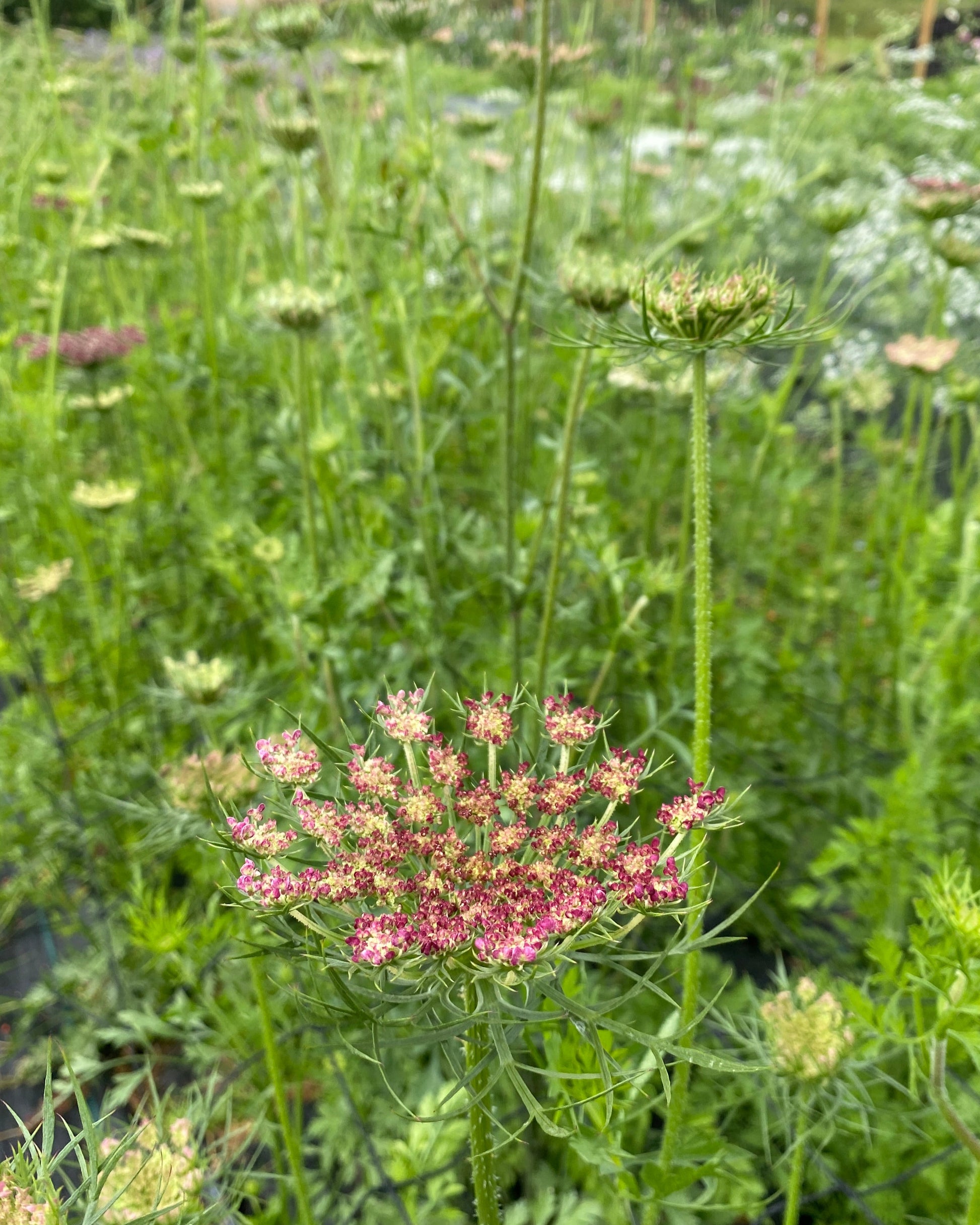 Daucus Carota Stem And Green Flower Farm Ltd daucus-carota-stem-and-green-flower-farm-ltd