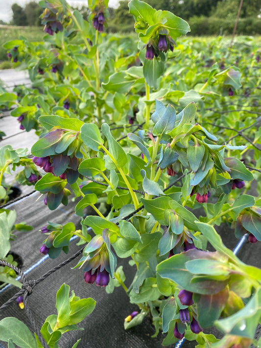 Cerinthe