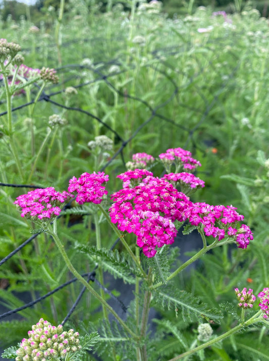 Achillea - several colours
