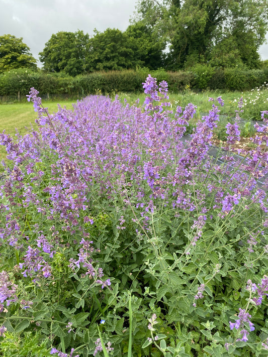 Nepeta