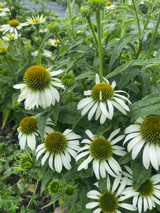 Echinacea
