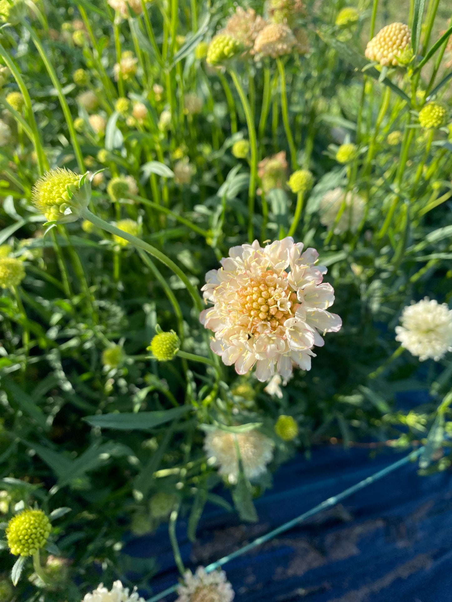 Scabious (Scabiosa atropurpurea)