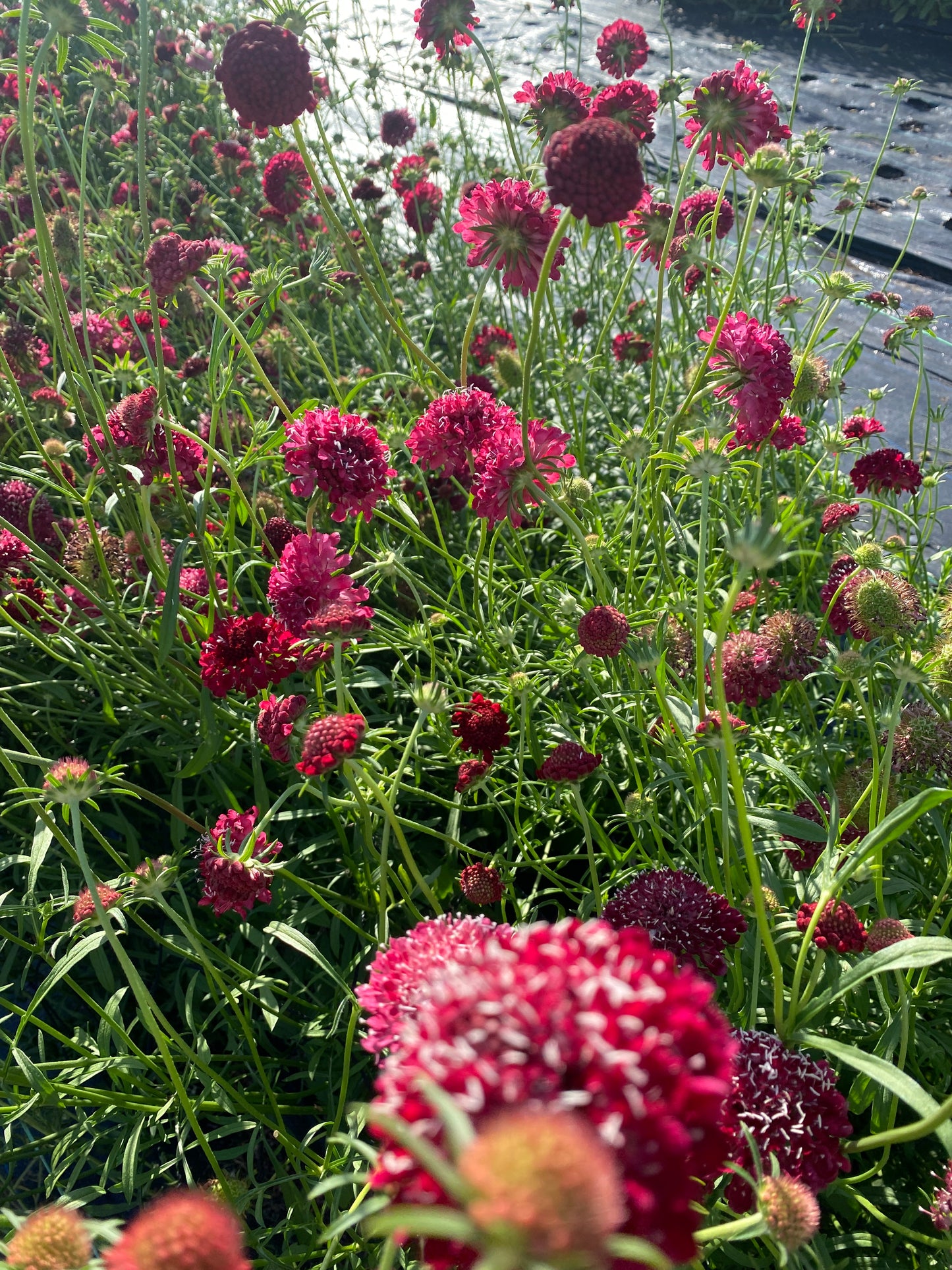 Scabious (Scabiosa atropurpurea)