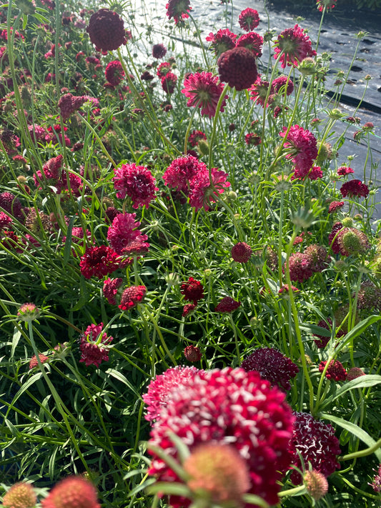 Scabious (Scabiosa atropurpurea)