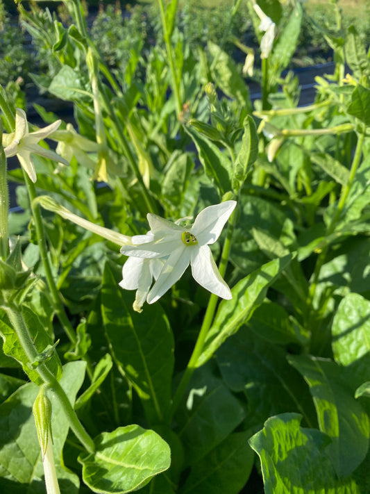 Nicotiana