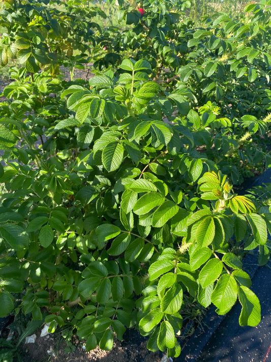 Rosa Rugosa (foliage)