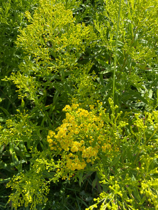 Solidago