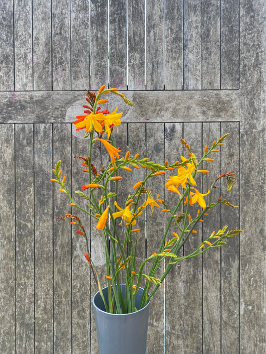 Crocosmia