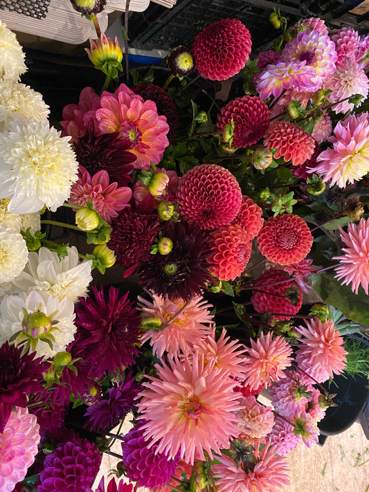 Dahlias