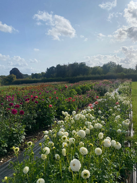 Dahlias