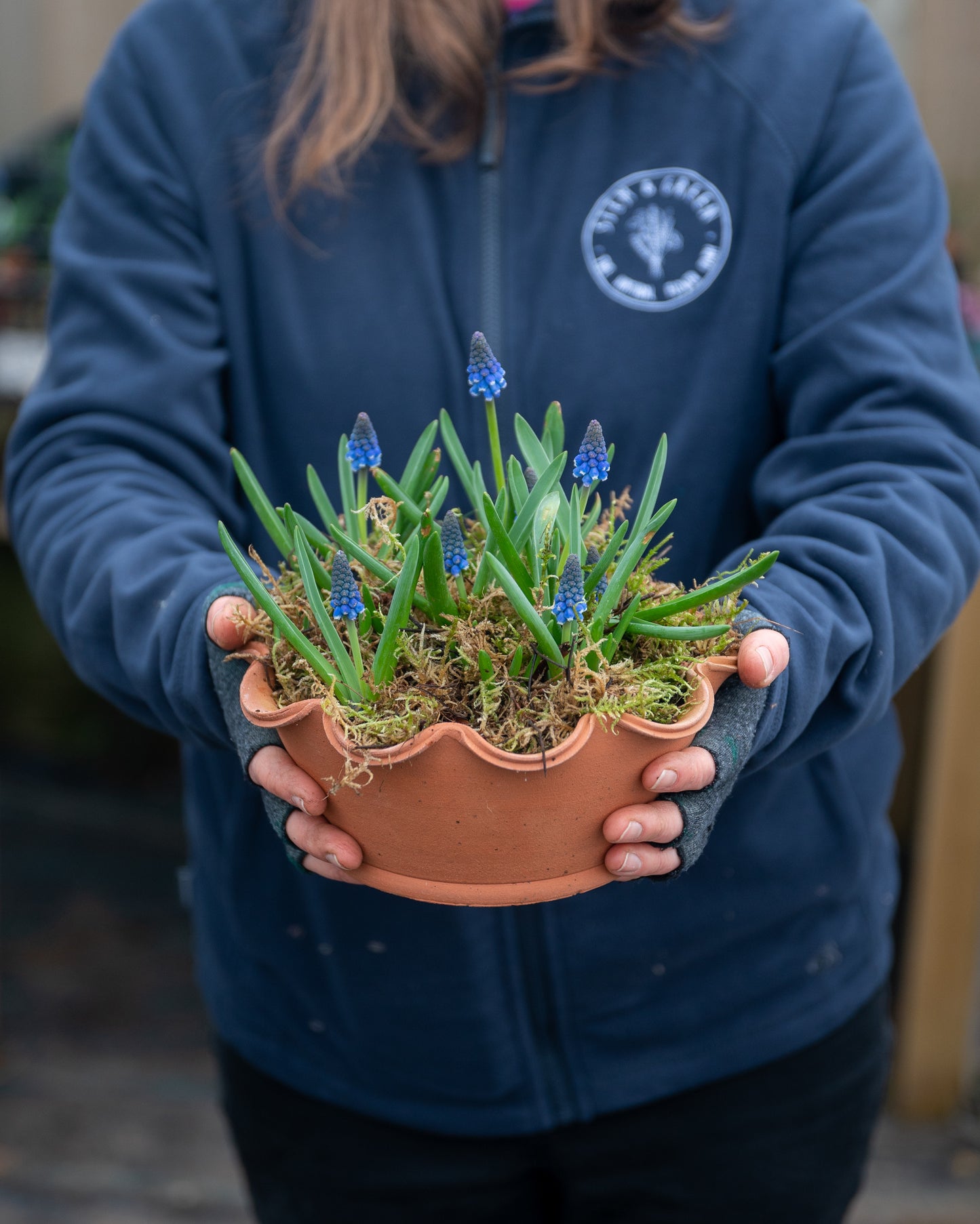 Potted Muscari (Grape Hyacinth)