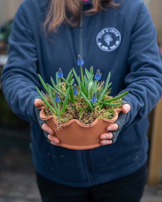 Potted Muscari (Grape Hyacinth)
