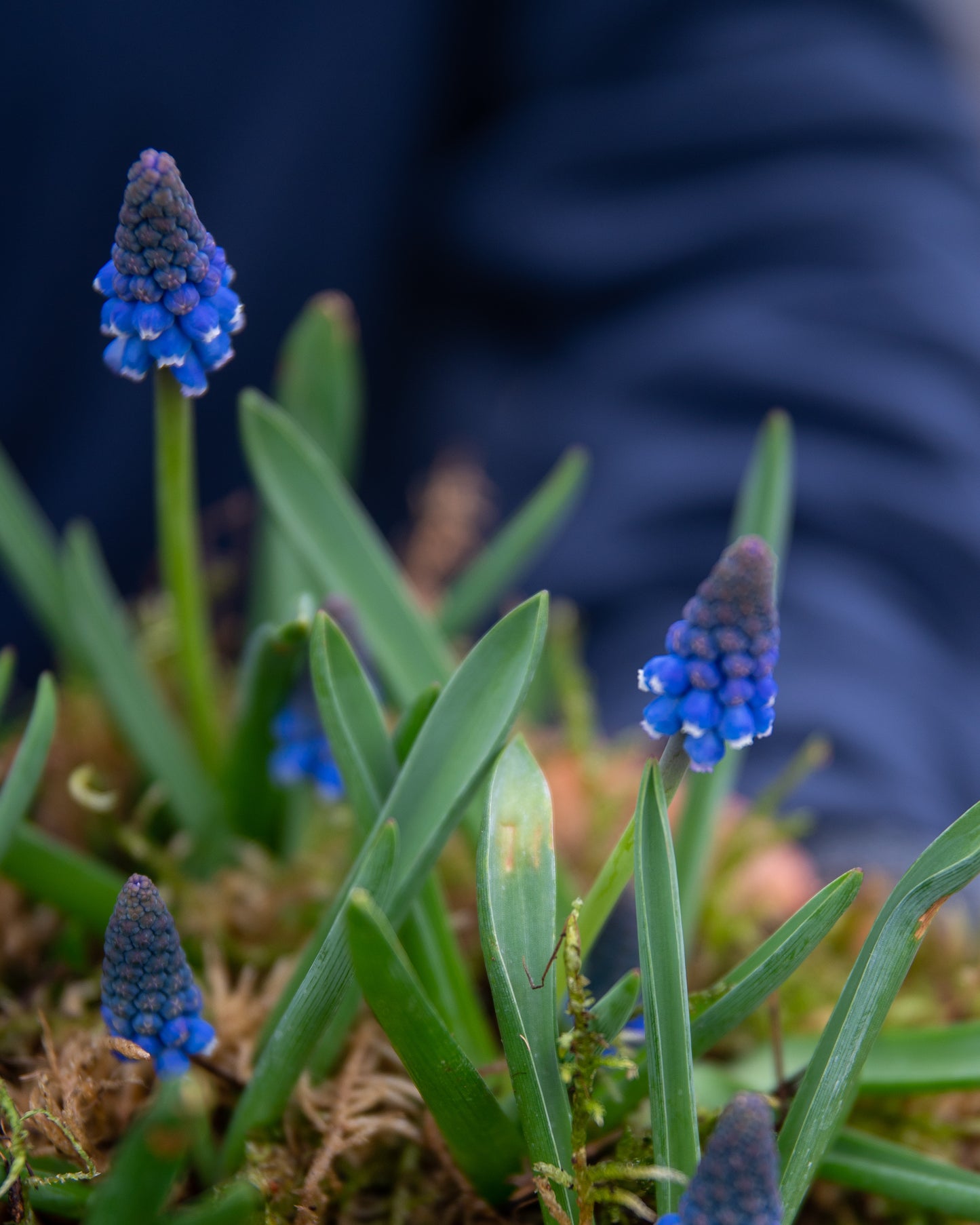 Potted Muscari (Grape Hyacinth)