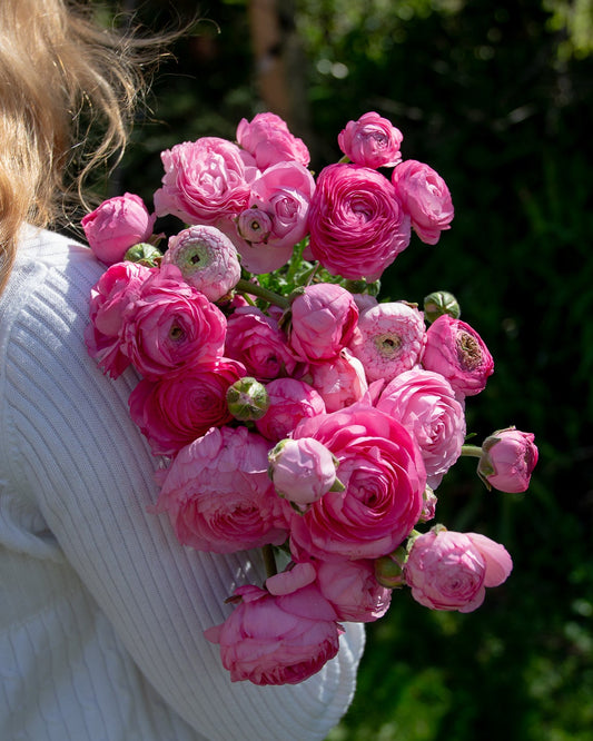 Mixed Ranunculus