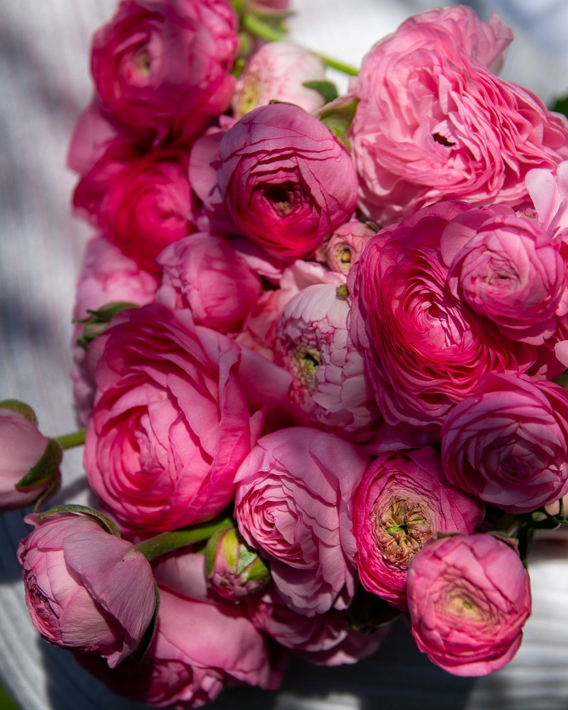 Mixed Ranunculus