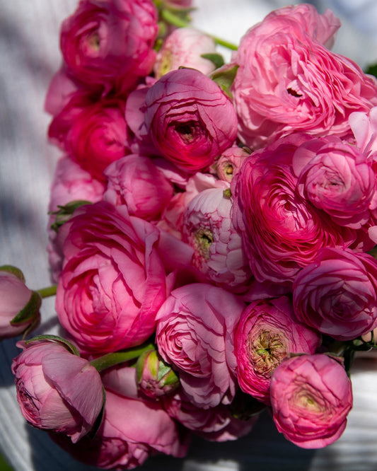 Mixed Ranunculus