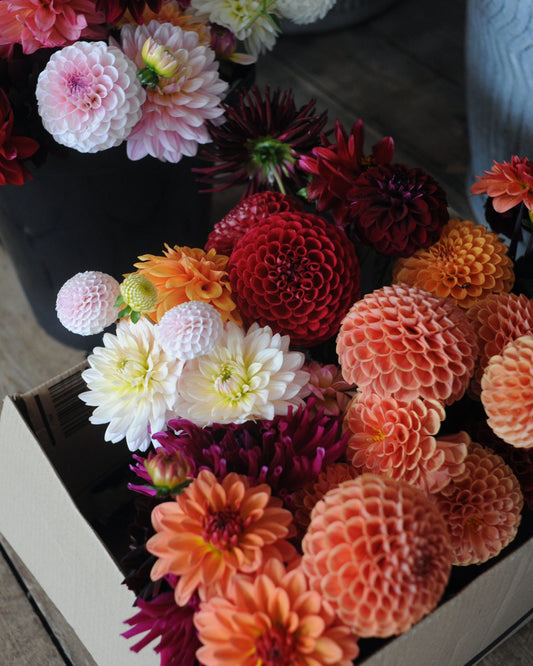 Dahlia selection