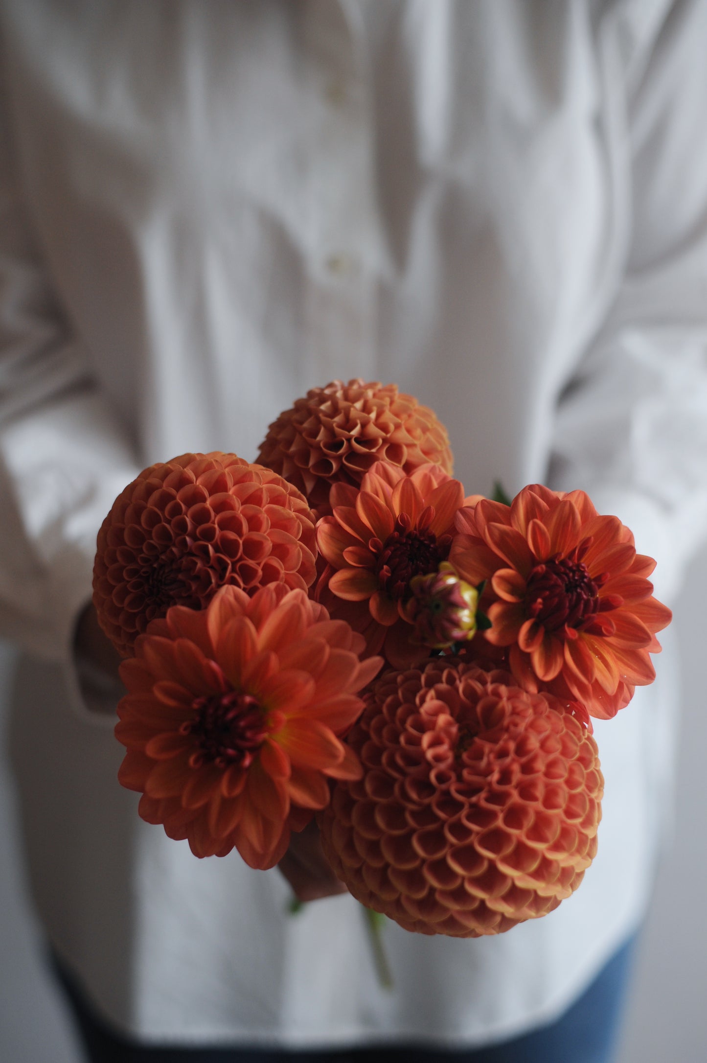 Dahlia selection