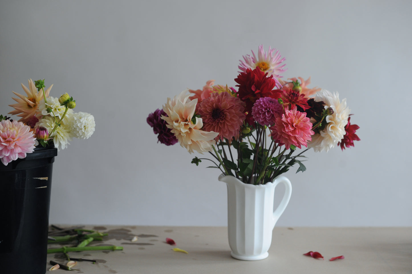 Dahlia selection