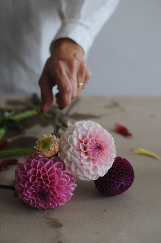 Dahlia selection