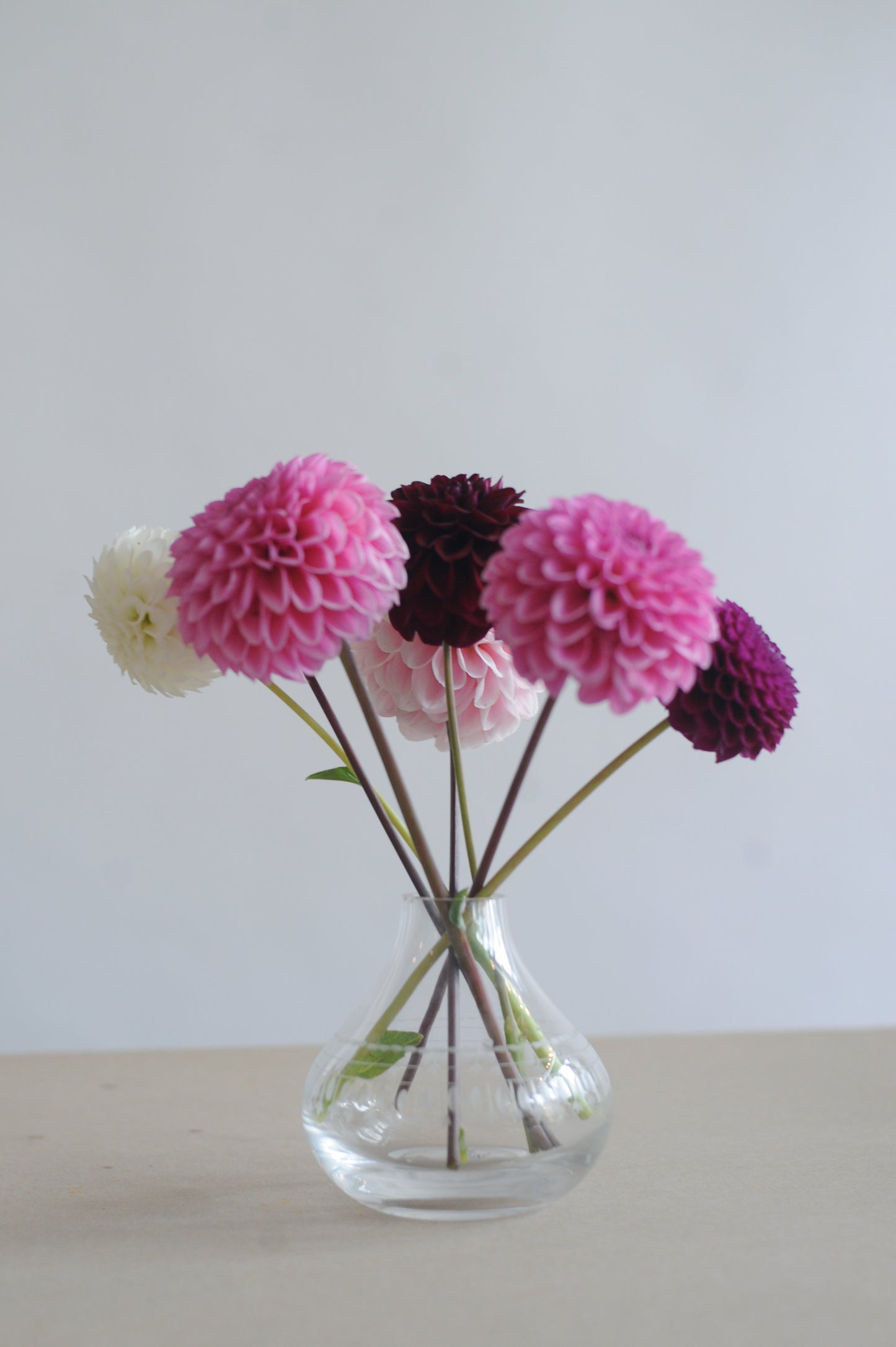 Dahlia selection