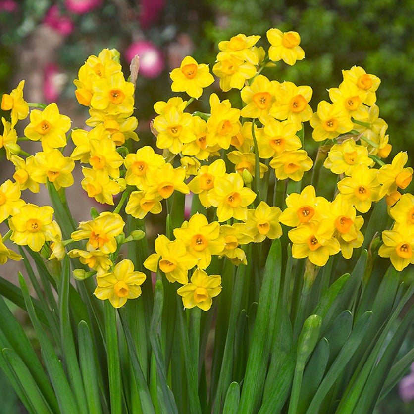 Scented Narcissi in a terracotta pot