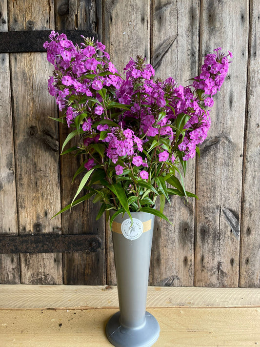 Phlox - Perennial. Pink, White