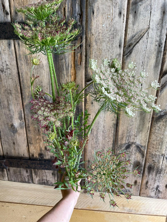 Daucus Carota