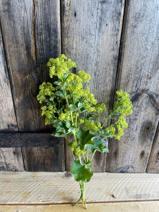 Alchemilla Mollis SHORT