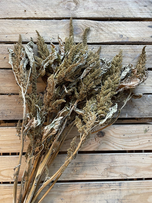 Biscuit Amaranthus